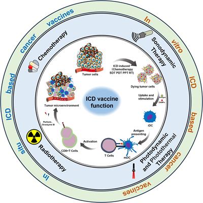 Immunogenic cell death-based cancer vaccines: promising prospect in cancer therapy